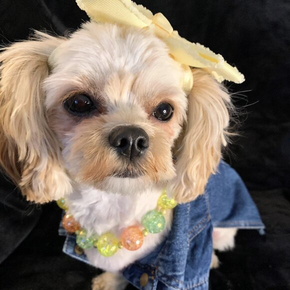 Citrus (14", 15") - Pet Necklace - Pet Accessories - Picture 1 of 4